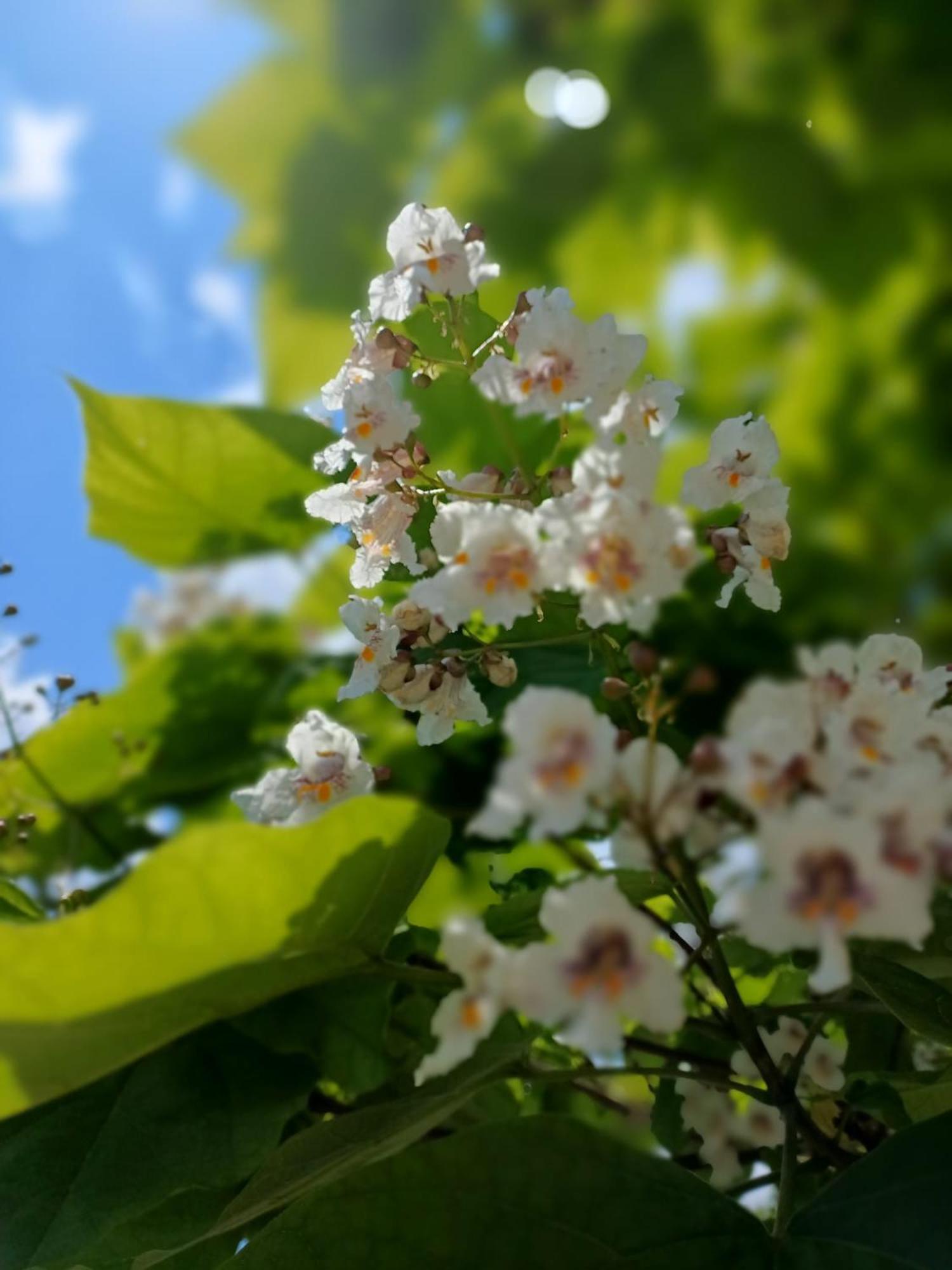 Rezydencja Izabella Visla Exteriér fotografie